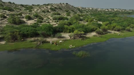 Wild-animals-in-their-natural-habitat-on-the-Botar-Lake-Sanghar,-Pakistan