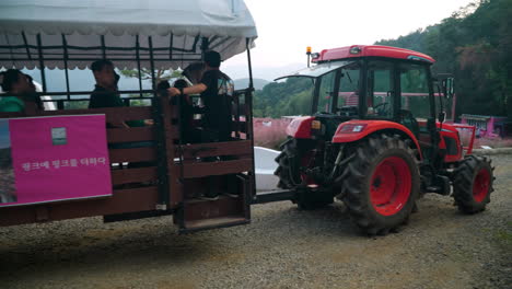 Herb-Island---Tractor-Bring-Tourists-Sitting-in-Trailer-on-Tour-to-Pink-Muhly-Grass-Farmland