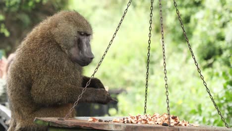 Starving-Olive-Baboon-Eating-In-Aberdare-National-Park,-Kenya,-East-Africa