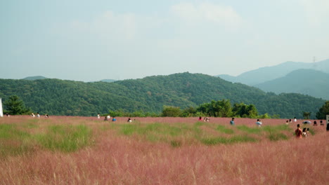People-Walking-Through-Pink-Muhly-Grassland-With-Mountains-Backdrop