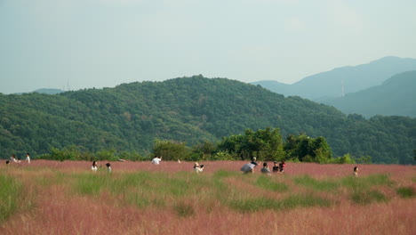 Tourists-at-Herb-Island-Walk-in-Pink-Muhly-Grass-with-Mountains-Background---telephoto