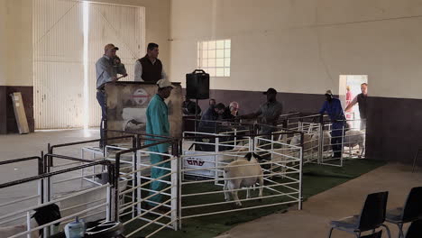 Auctioneer-with-gavel-sells-black-head-Dorper-sheep-in-Loxton,-RSA