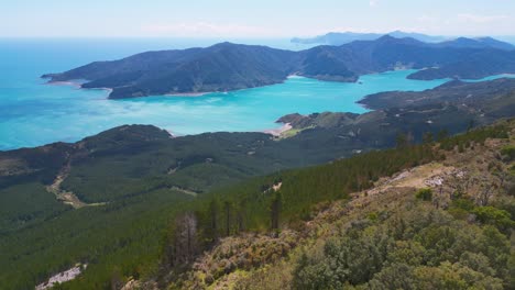 Captivating-Aerial-Tracking:-Pine-Forest-to-Marlborough-Sounds-Harbour,-New-Zealand