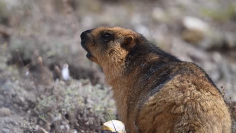 Closeup-of--long-tailed-marmot-or-golden-marmot