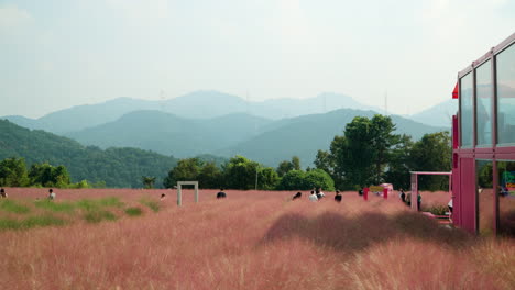 Muchas-Personas-En-Herb-Island-Caminando-Por-El-Campo-De-Hierba-Rosa-Muhly-Con-Una-Cordillera-En-El-Fondo---Famoso-Destino-Turístico-De-Corea-Del-Sur