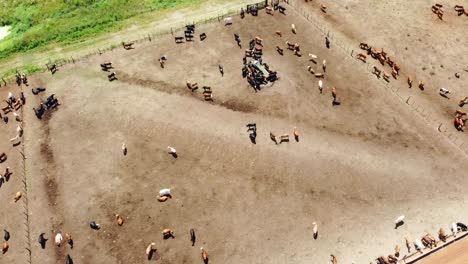 Ein-Blick-Aus-Der-Vogelperspektive-Auf-Eine-Weitläufige-Rinderfarm,-Der-Die-Weite-Der-Idyllischen-Landschaft-Zeigt