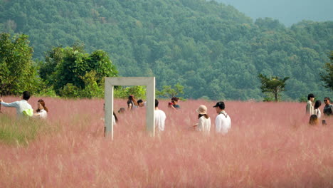 Gente-Coreana-Caminando-A-Través-De-Praderas-Rosadas-De-Muhly-En-La-Isla-De-Hierbas-En-Las-Tierras-Altas-De-Corea-Del-Sur---Seguimiento-En-Cámara-Lenta