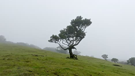 A-majestic-tree-on-a-leaning-hill-in-the-misty-Fanal-Forest,-Madeira