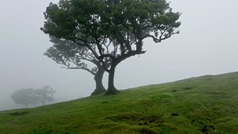Primer-Plano-De-Un-Majestuoso-árbol-Doble-En-El-Bosque-De-Fanal-En-Madeira.