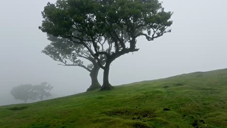 Close-up-view-of-a-traditional-ocotea-foetens-tree-in-the-fog,-Madeira