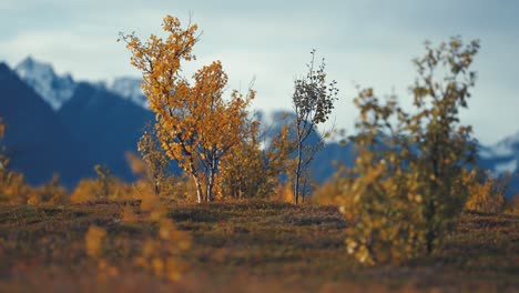 Herbstliche-Tundralandschaft