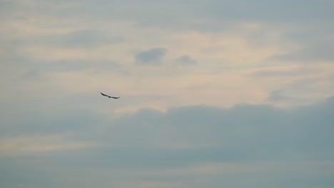 Falcon-Bird-On-Flight-Over-Sky-With-Scenic-Cloudscape