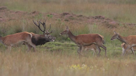 Medium-shot-of-a-large-red-deer-buck-with-a-giant-rack-of-antlers-walking-with-his-harem-of-does-and-calling-out-while-walking-through-a-grassy-field-during-the-rut