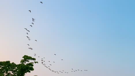 Flock-of-migratory-birds-flying-in-bow-shape-in-blue-sky-at-dusk-over-forest
