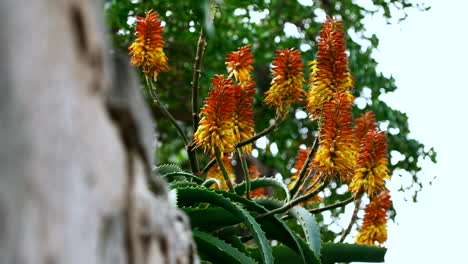 Leuchtend-Gelbe-Und-Orangefarbene-Blütenstände-Der-Aloe-Vera-Pflanze-Wiegen-Sich-Im-Wind