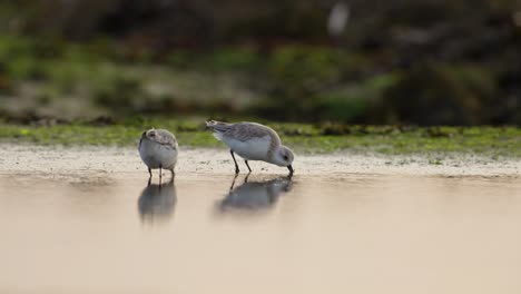 Cinematic-low-angle-reflection-in-intertidal-zone-pool-of-sanderlings-foraging
