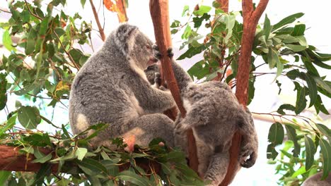 Dos-Koalas,-Phascolarctos-Cinereus,-Vistos-En-El-árbol,-Uno-Durmiendo-Y-Colgando-Entre-La-Horquilla-De-Un-Eucalipto-Y-Otro-Deambulando-Por-El-Entorno-Circundante-Durante-La-Temporada-De-Reproducción