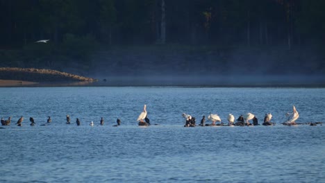 Eine-Gruppe-Pelikane-Am-Morgen-Im-Inselpark