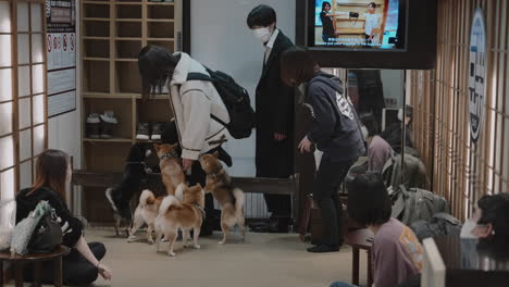 Curiosos-Y-Lindos-Perros-Shiba-En-Miniatura-Saludando-Y-Dando-La-Bienvenida-A-Jóvenes-Clientes-Japoneses-Que-Ingresan-A-Un-Café-Para-Perros-En-Kyoto,-Japón