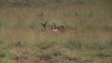 Medium-tracking-shot-of-a-large-majestic-red-deer-buck-with-a-huge-rack-of-antlers-running-through-a-grassy-field-with-his-nose-up-and-checking-a-doe