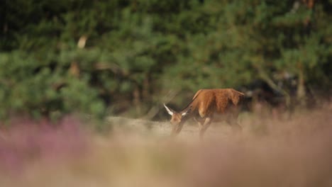 Medium-tight-focus-shot-of-red-deer-does-in-a-grassy-meadow-grazing-and-walking-around-during-the-rutting-season,-slow-motion