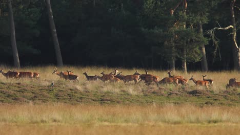 Wide-shot-of-a-herd-of-majestic-running-in-a-tall-grassy-field-on-the-edge-of-a-forest-in-the-golden-hour,-slow-motion