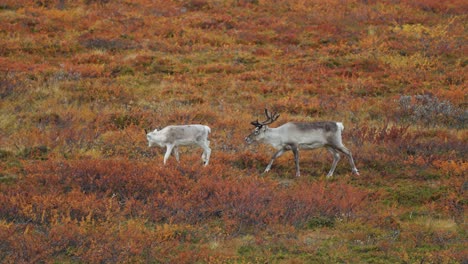 A-female-reindeer-and-her-calf-walk-through-autumn-tundra-wetlands