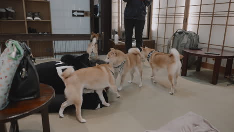 Young-Asian-female-customer-playing-with-and-giving-attention-to-miniature-Shiba-dogs-at-a-dog-cafe-in-Kyoto,-Japan