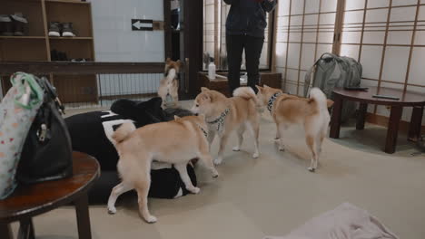 Una-Joven-Clienta-Asiática-Jugando-Y-Prestando-Atención-A-Perros-Shiba-En-Miniatura-En-Un-Café-Para-Perros-En-Kyoto,-Japón.