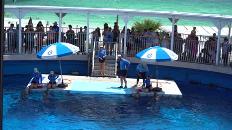 Espectáculo-De-Delfines-En-El-Parque-De-Aventuras-Marinas-Gulfarium-En-Destin-Fort-Walton-Beach,-Florida,-EE.UU.