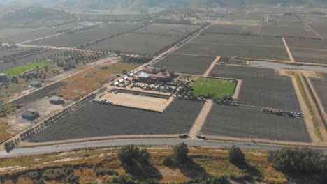 Aerial-view-of-a-vast-vineyard-in-an-arid-farmland