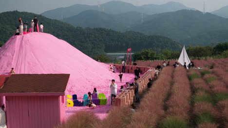Children-With-Parents-Enjoy-Playing-at-Pink-Sand-Boarding-Playground-Near-Pink-Muhly-Field-at-Herb-Island-Park-in-Pocheon
