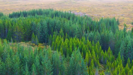 Aerial-establishing-shot-of-a-pine-forest-in-bloom-in-the-Icelandic-countryside