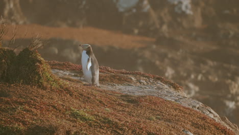 Pingüino-De-Ojos-Amarillos-En-Peligro-De-Extinción-En-El-Acantilado-De-Katiki-Point-Al-Amanecer-En-Nueva-Zelanda