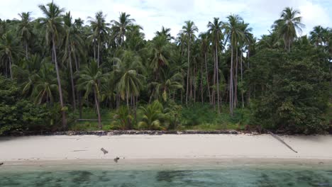 Lush-coconut-Palm-forest-and-secluded-tropical-white-sand-beach