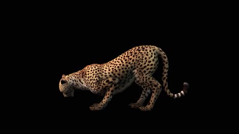 Ein-Gepard-Frisst-Auf-Schwarzem-Hintergrund-Mit-Alphakanal-Am-Ende-Des-Videos,-3D-Animation,-Seitenansicht,-Animierte-Tiere,-Nahtlose-Schleifenanimation