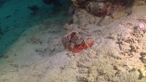 Scorpionfish-resting-on-sand-wide-angle-view
