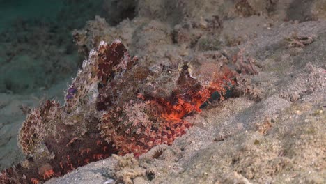 Scorpionfish-super-close-up-resting-on-sandy-ocean-floor