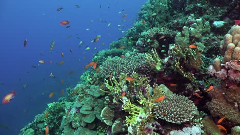Viele-Rifffische-Am-Korallenriff-Im-Roten-Meer-Mit-Blauem-Ozean-Als-Hintergrund
