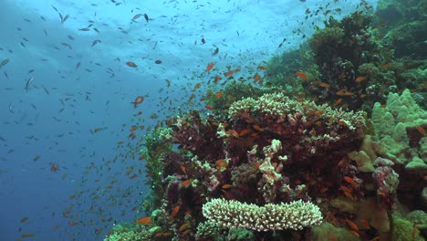 Viele-Bunte-Rifffische-Schwimmen-Am-Korallenriff-Im-Roten-Meer-Mit-Blauem-Ozean-Im-Hintergrund
