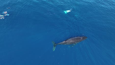 Grupo-De-Buceadores-Nadando-Con-La-Ballena-Jorobada-Hembra-Y-Su-Cría-En-La-Isla-De-Moorea,-Polinesia-Francesa