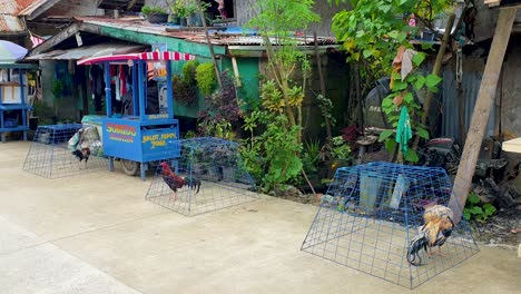 Una-Fila-De-Gallos-En-Jaulas-En-Las-Calles-De-El-Nido-En-Palawan,-Filipinas,-Sudeste-De-Asia