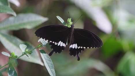 Camera-zooms-out-revealing-this-lovely-black-and-white-butterfly-on-a-plant-in-the-forest,-Common-Mormon-Papilio-polytes,-Thailand