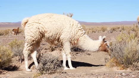 Llama-feeding,-near-Salinas-Grandes-in-the-province-of-Jujuy,-northern-Argentina