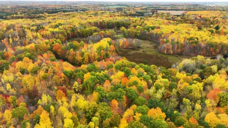 Spitzenfarben-Verschiedener-Bäume-In-Michigan