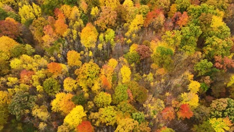 A-tilting-down-motion-as-we-see-the-lush-tree-tops-of-various-colors