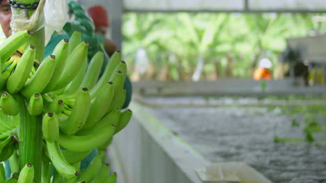 General-shot-of-a-bunch-of-fresh-bananas-next-to-the-disinfection-and-control-pool