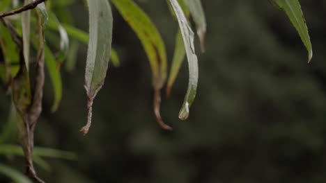 Close-up-of-narrow-withered-wet-leaves-with-water-drops-on-a-cloudy-day
