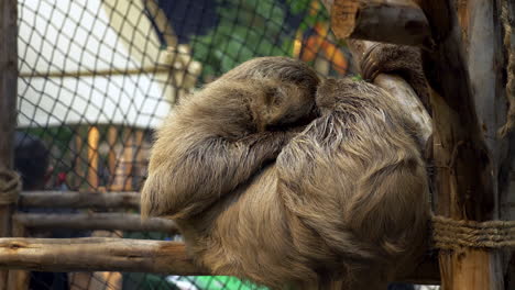 Tourists-and-spectators-ae-looking-at-a-slow-moving-sloth,-caged-inside-a-zoo-in-Bangkok,-Thailand