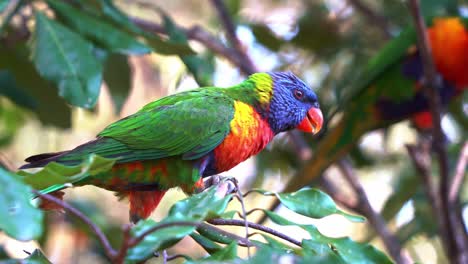 Profile-shot-of-a-beautiful-rainbow-lorikeets,-trichoglossus-moluccanus-with-vibrant-colourful-plumage-perching-on-the-tree-branch-in-its-natural-habitat,-wondering-around-the-surrounding-environment